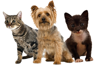 Pets_edited.png