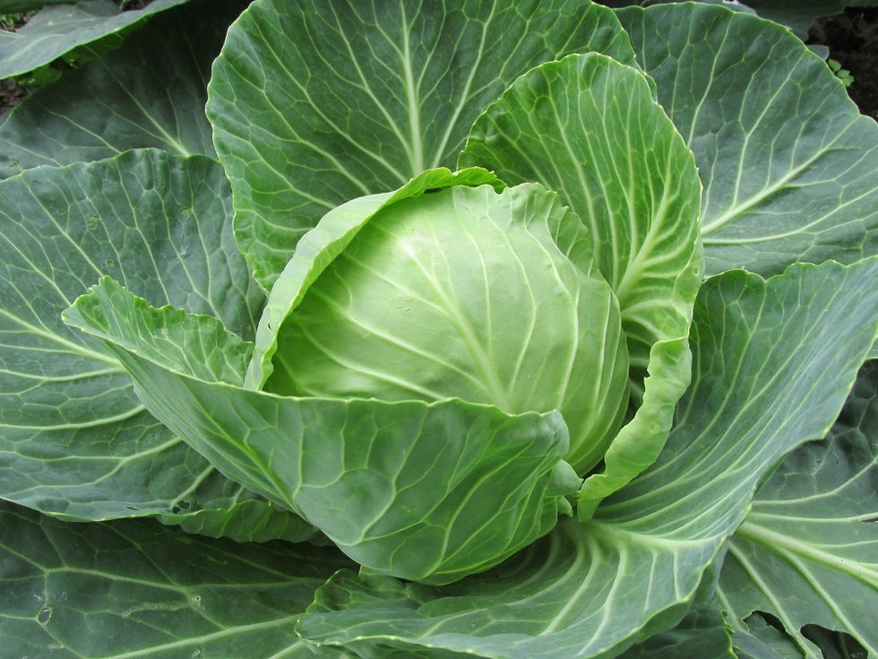 섬네일: 양배추 Cabbage
