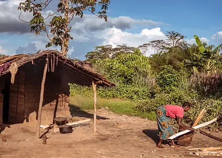 drc-forestry-001.webp