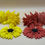 Thumbnail: Sunflower Tadling