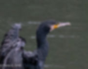 DSC03463-1.jpeg