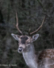 DSC03503-6.jpeg