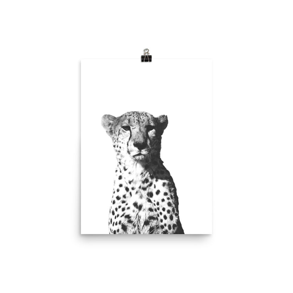 Thumbnail: Black and White Cheetah Portrait Museum Grade Art Print 