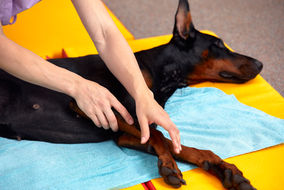 pet-physical-therapist-make-massage-for-beagle-dogs-physiotherapy-in-veterinary-clinic.jpg