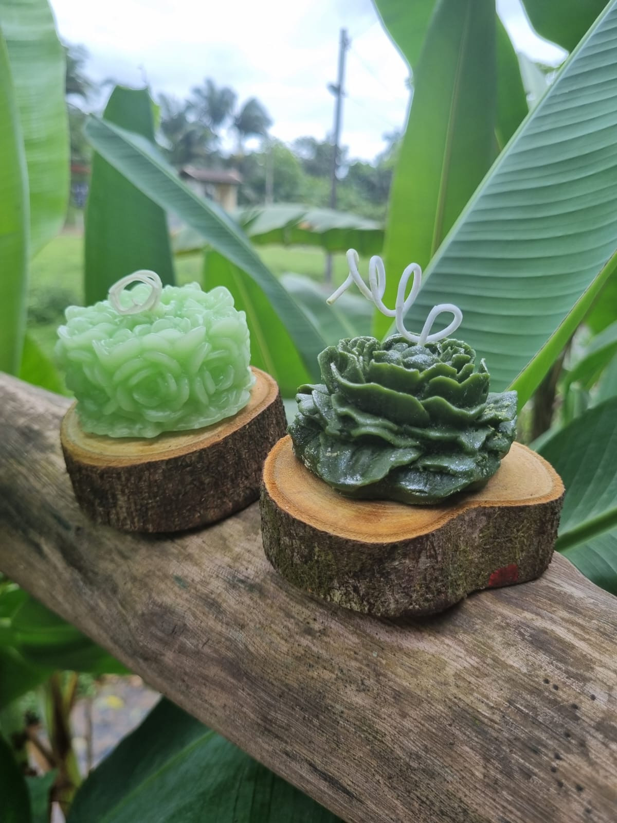 Velas aromáticas Cascas e Folhas