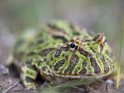 ¡Una nueva oportunidad para conservar al Escuerzo Pampeano!