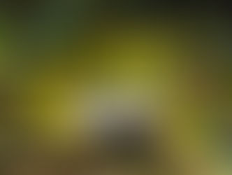 La Unión Internacional para la Conservación de la Naturaleza (UICN) actualizó el estado de conservación de la especie, que pasó de Casi Amenazada (NT) a Vulnerable (VU).