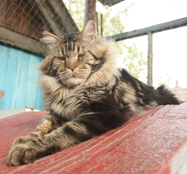 Мейн кун дикий. Мейн кун питомник воронеж. Воркун. Питомник мейн кунов. Мейн кун черный мрамор.