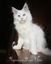IMG_9979.jpg