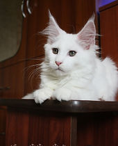 IMG_0001.jpg