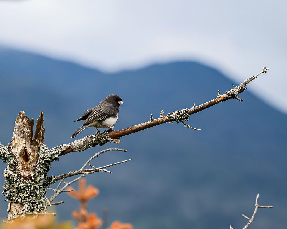 Dark-eyed junco