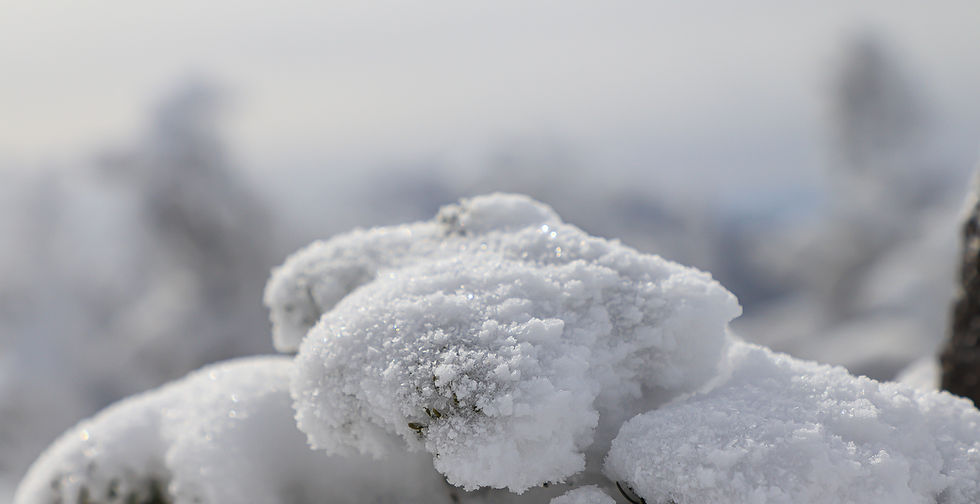 Ice crystals on Krummholz