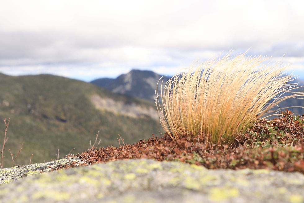 Highland rush on Haystack