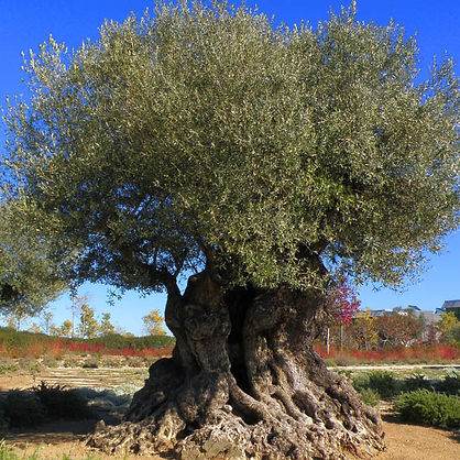 olivo.jpg