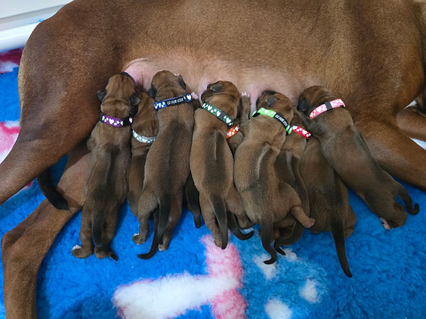 Soda and Rubin puppies