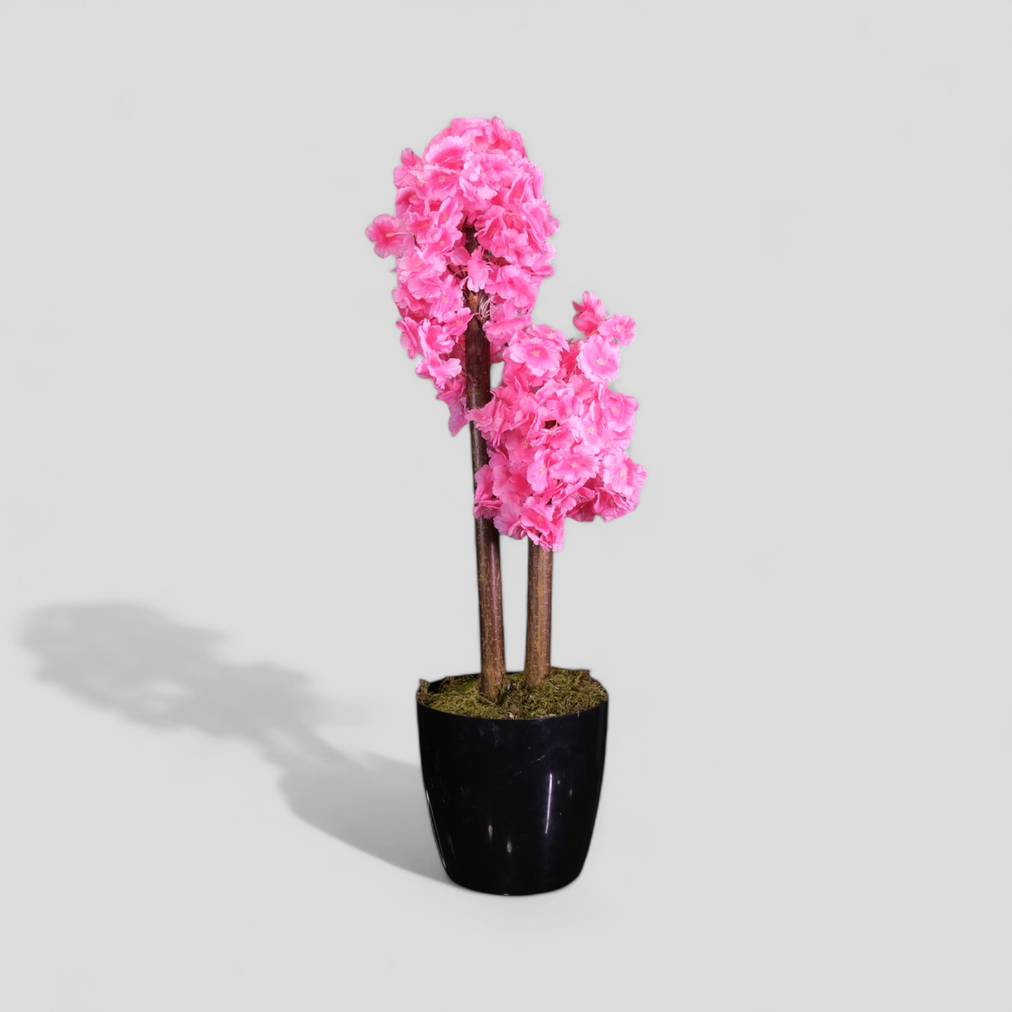 Bahar Dalı Bodur Ağaç İki Gövdeli 80 cm