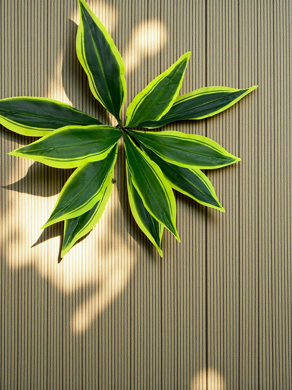 Kılıç Bitkisi Koyu Yeşil 50 cm