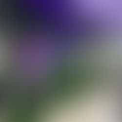 Dikey Bahçe "Premium Design"