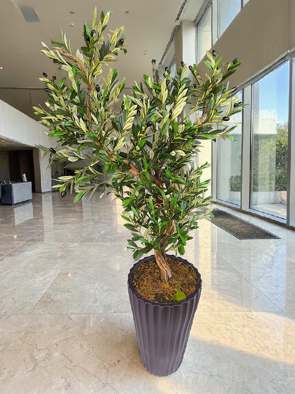 Zeytin Bonsai Ağacı 200 cm