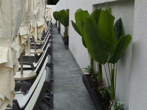 Yapay Ağaçlar Saksı Uygulama