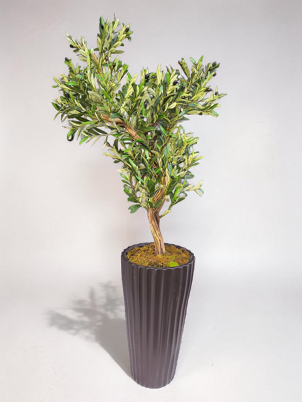 Zeytin Bonsai Ağacı 200 cm