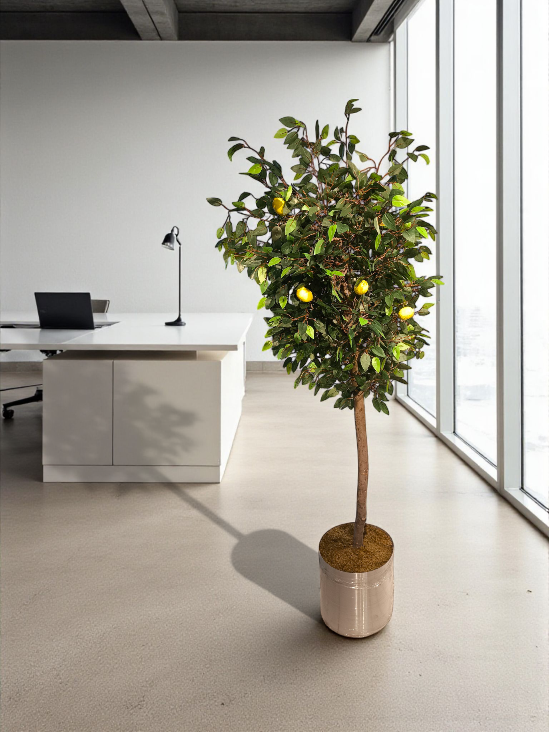 Limon Ağacı 180 cm
