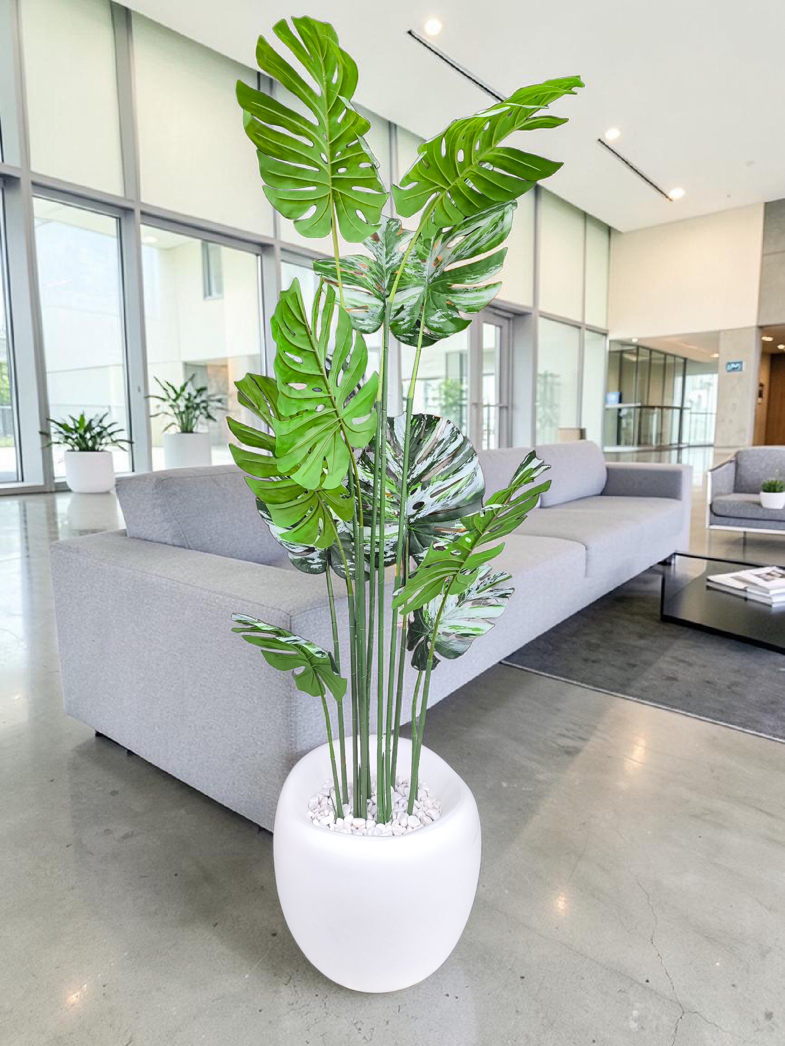 Monstera Alacalı 220 cm