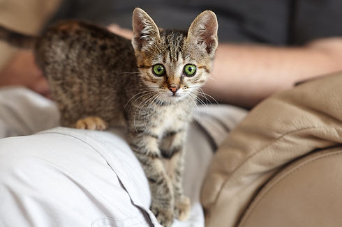 ULPS-cat-care-shutterstock_1438770044.jpg