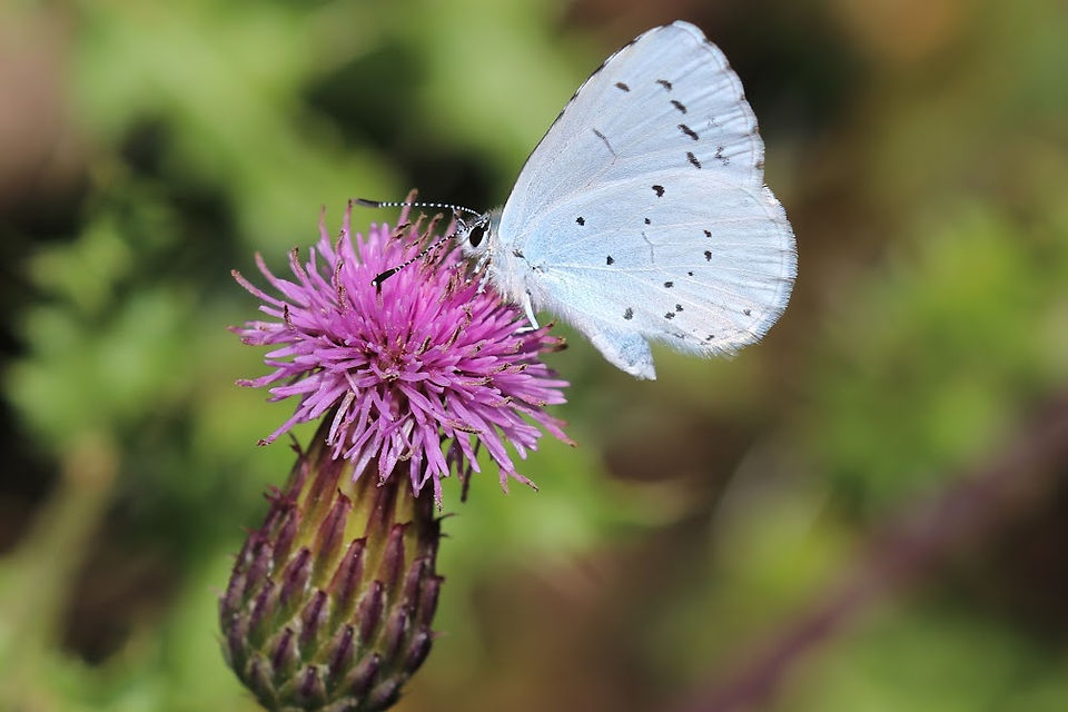 Holly Blue by David Wyatt