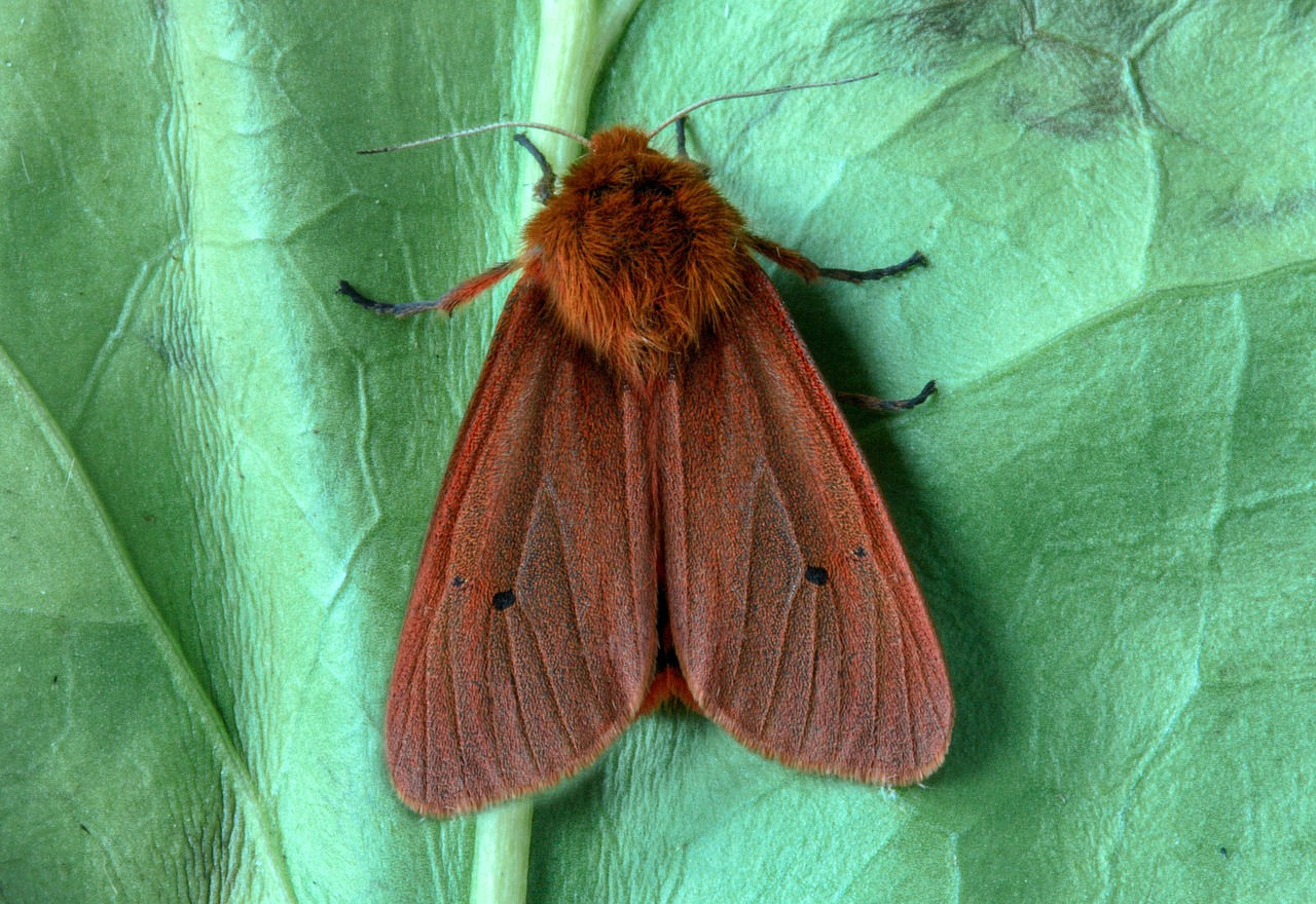 Adult Ruby Tiger moth