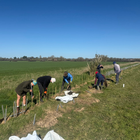 Planting a hedge into the distance