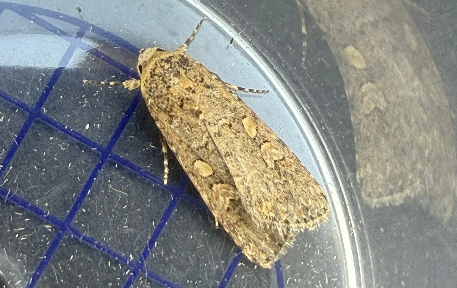 Small mottled willow, Spodoptera exigua, or Beet armyworm