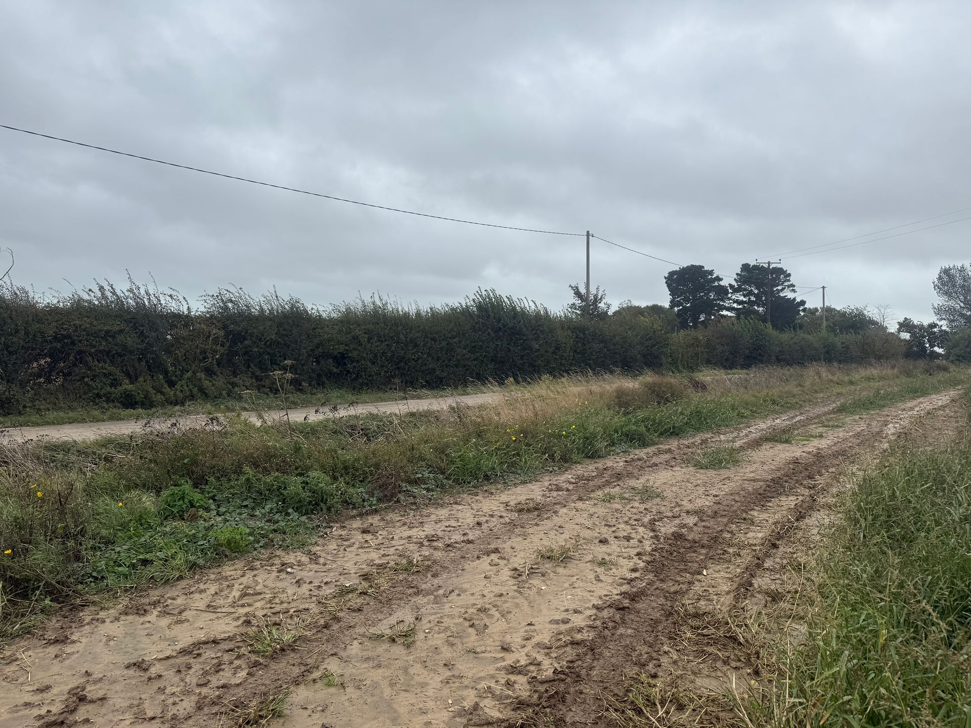 Future planting site at Oakhurst Farm, Ham