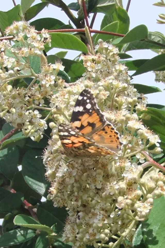 Painted Lady by F McStea