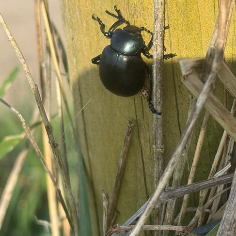 Bloody nosed beetle (Timarcha tenebricosa)