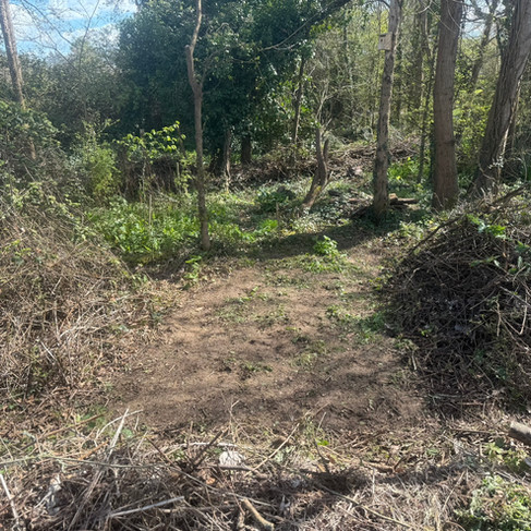 Cleared area ready for seeding