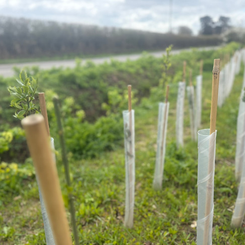 Leafing baby trees