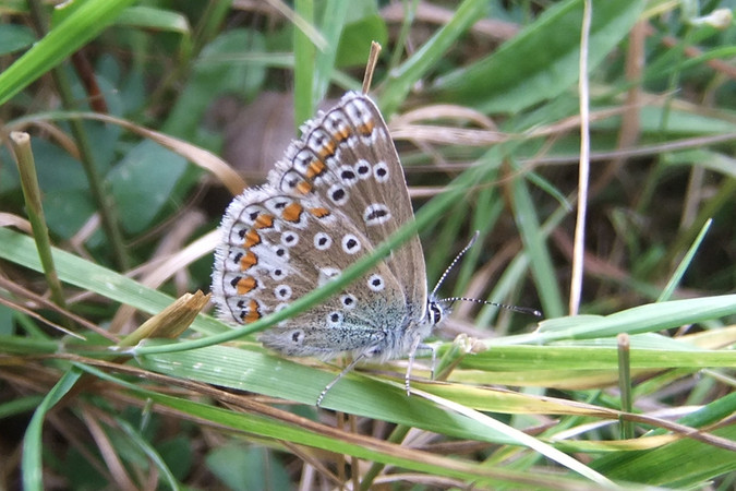 Garden Spider by Felicity McStea