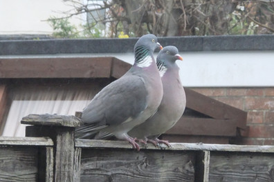 Woodpigeons by Felicity McStea