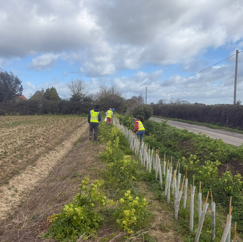 Tree checking at the end of the project