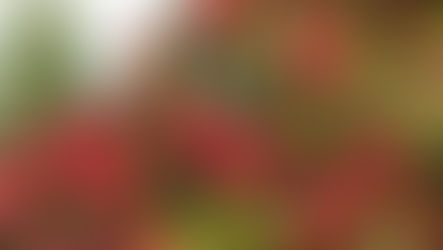 Hedge Clipping 5