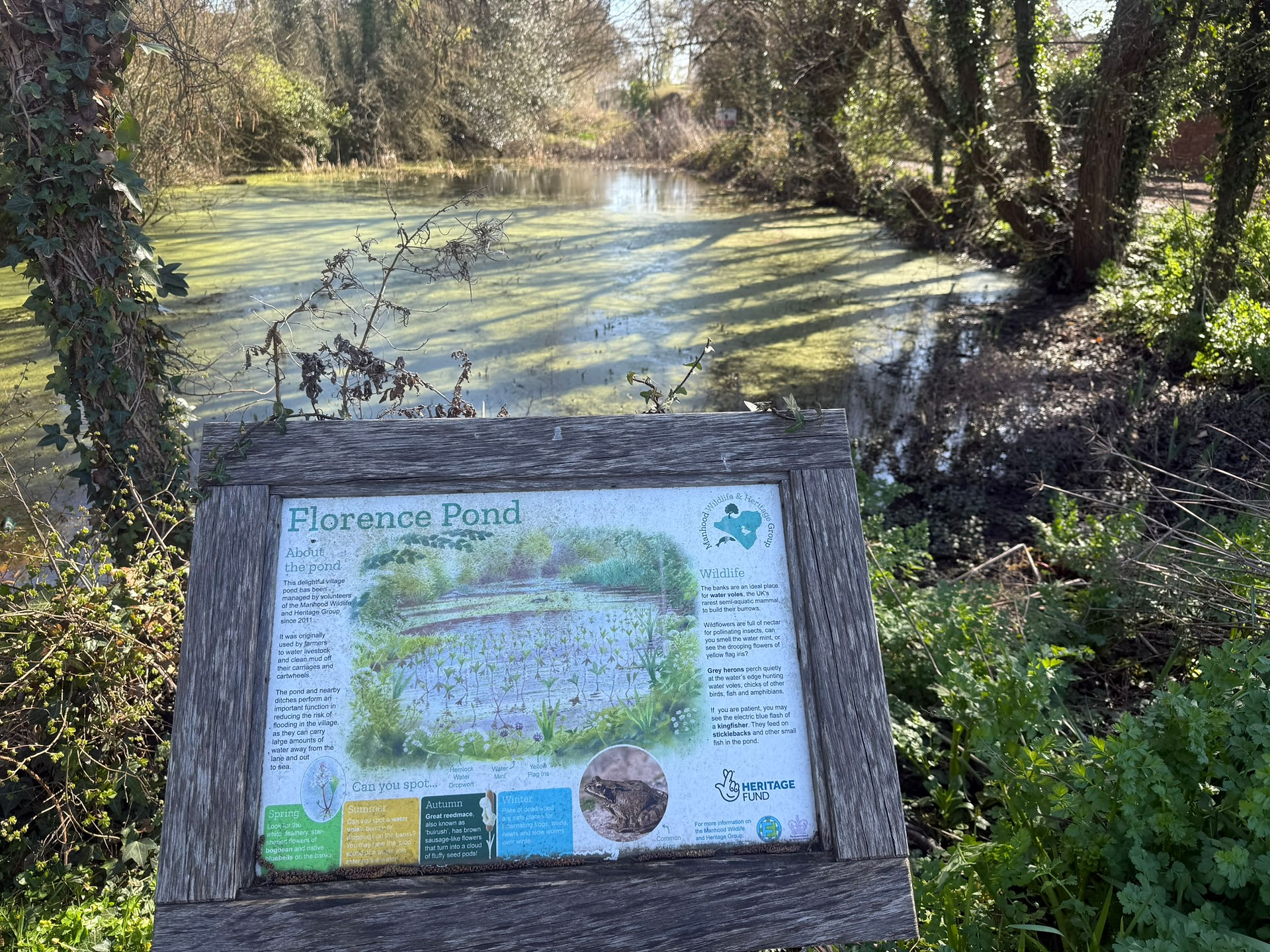 Florence pond, Sidlesham