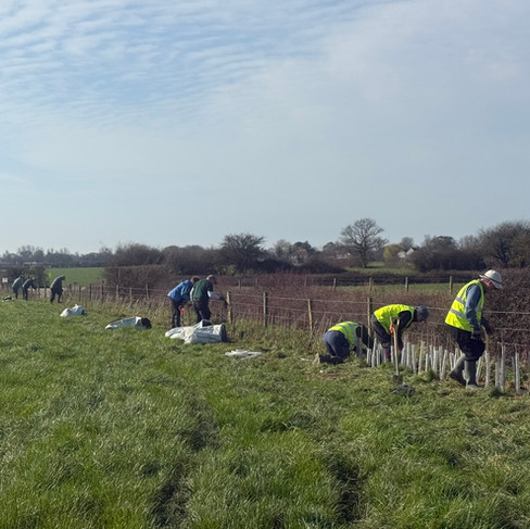 Hard working volunteers on the last push to get the trees into Chalder Farm