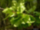 Wych Elm seeds