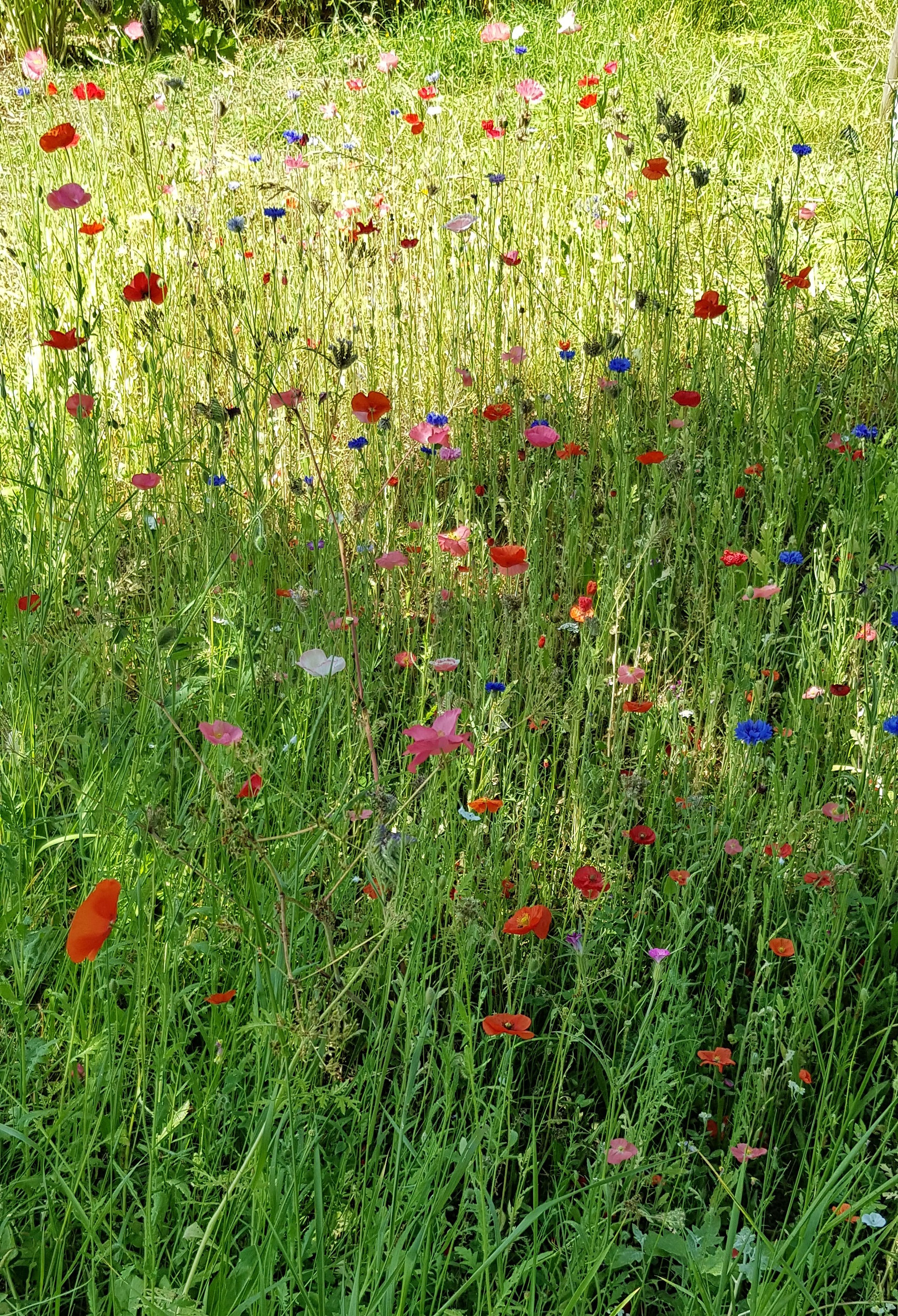 Wildflowers in West Wittering