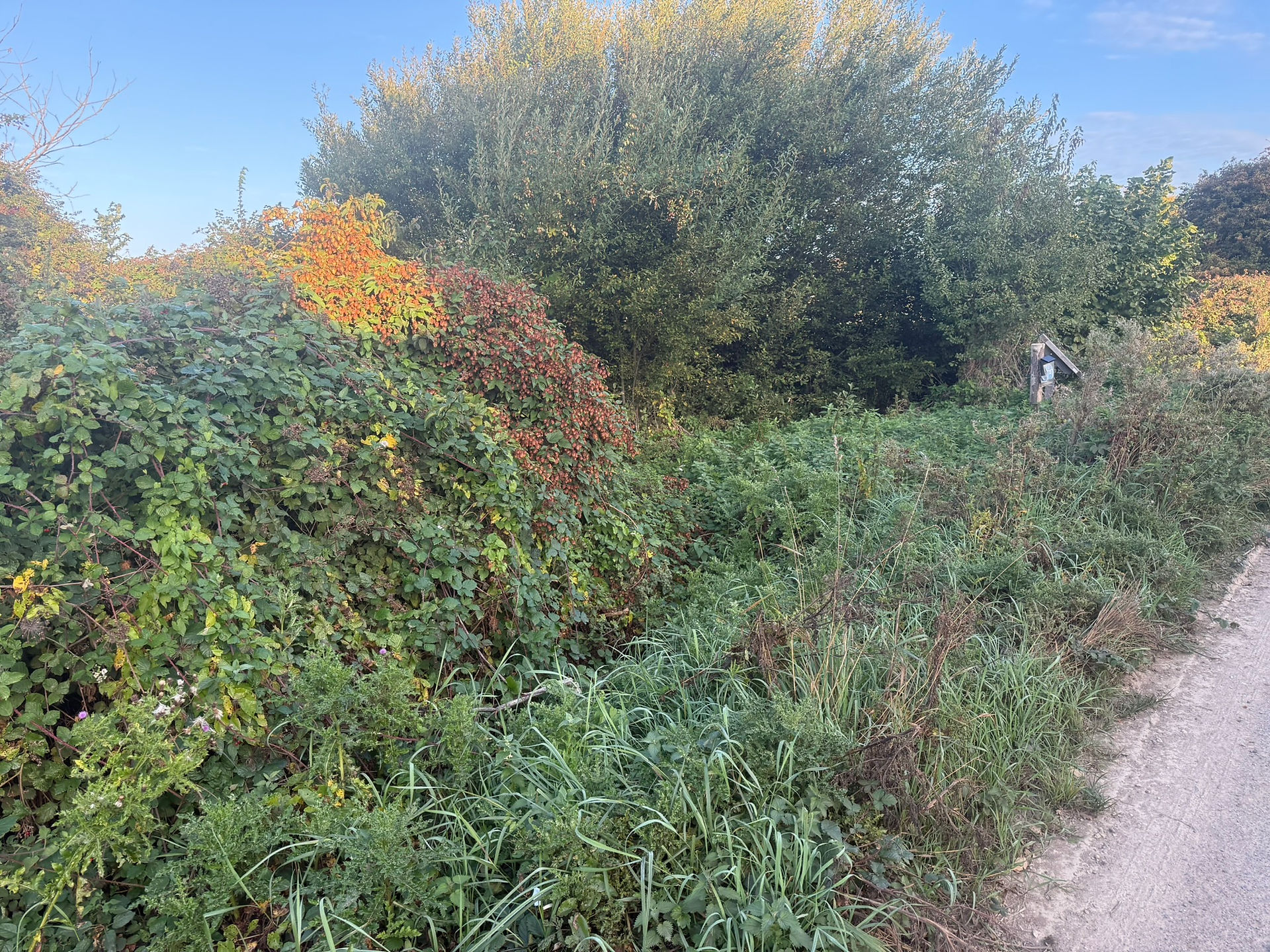 Volunteers hard at work cutting vegetation