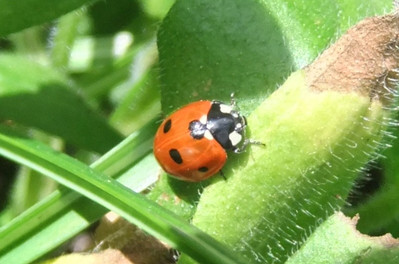 7-Spot Ladybird by Felicity McStea