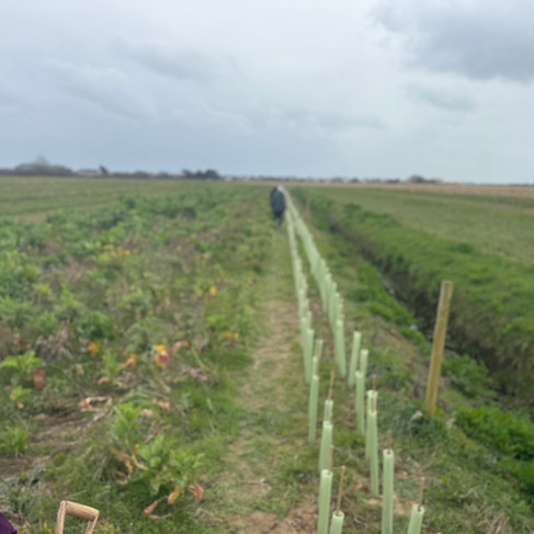 End of the hedge, all done!