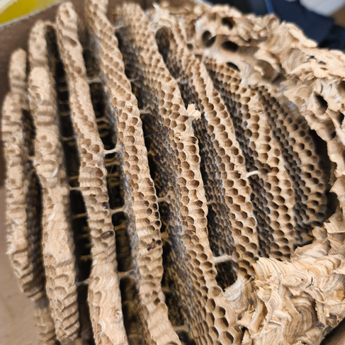 Wasp's nest