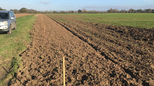 Hedge Clipping 20